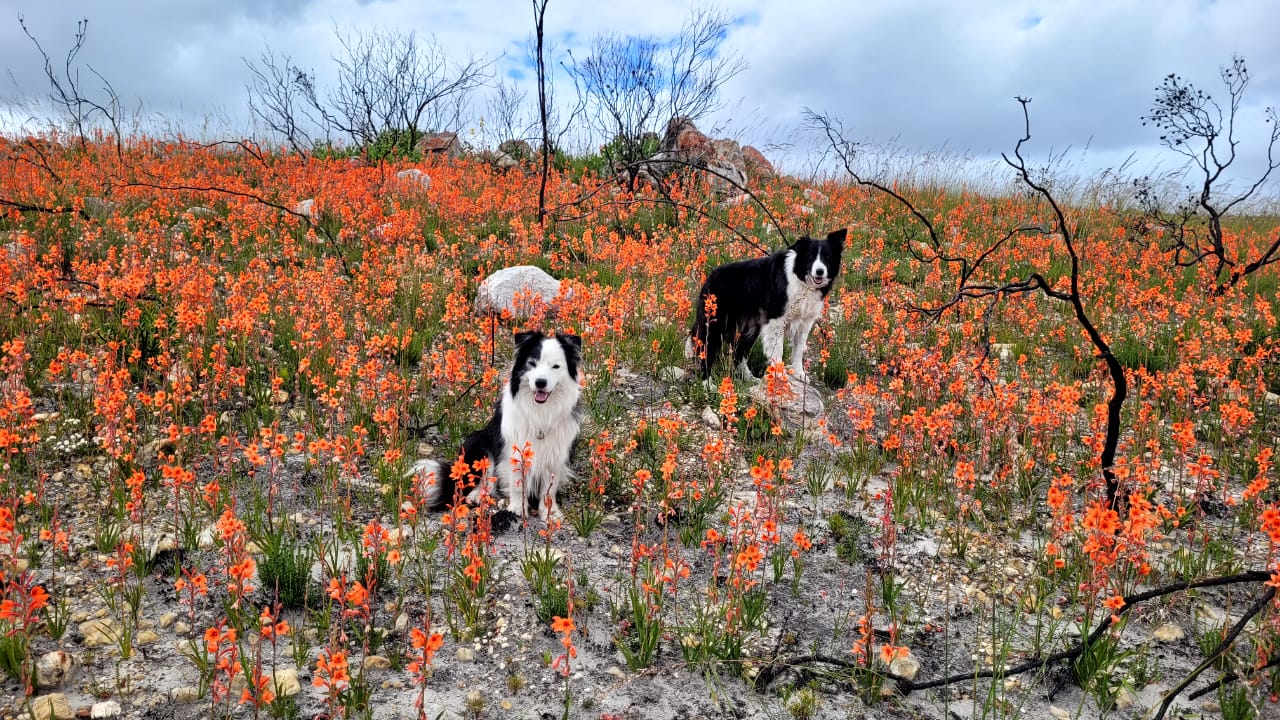 A Weekend Walk at Bhungani